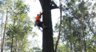 Consulting Arborists