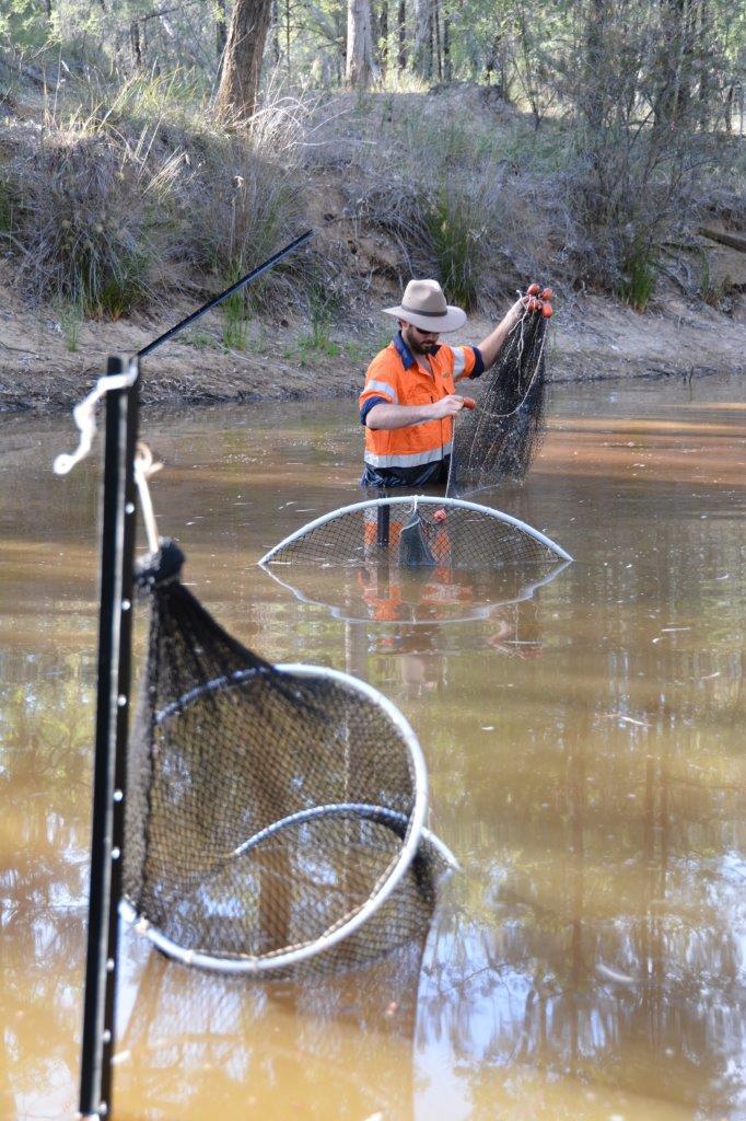 2 Fyke Nets Are Useful To See Which Species Of Fish And Turtle Take Refuge In Remnant Pools