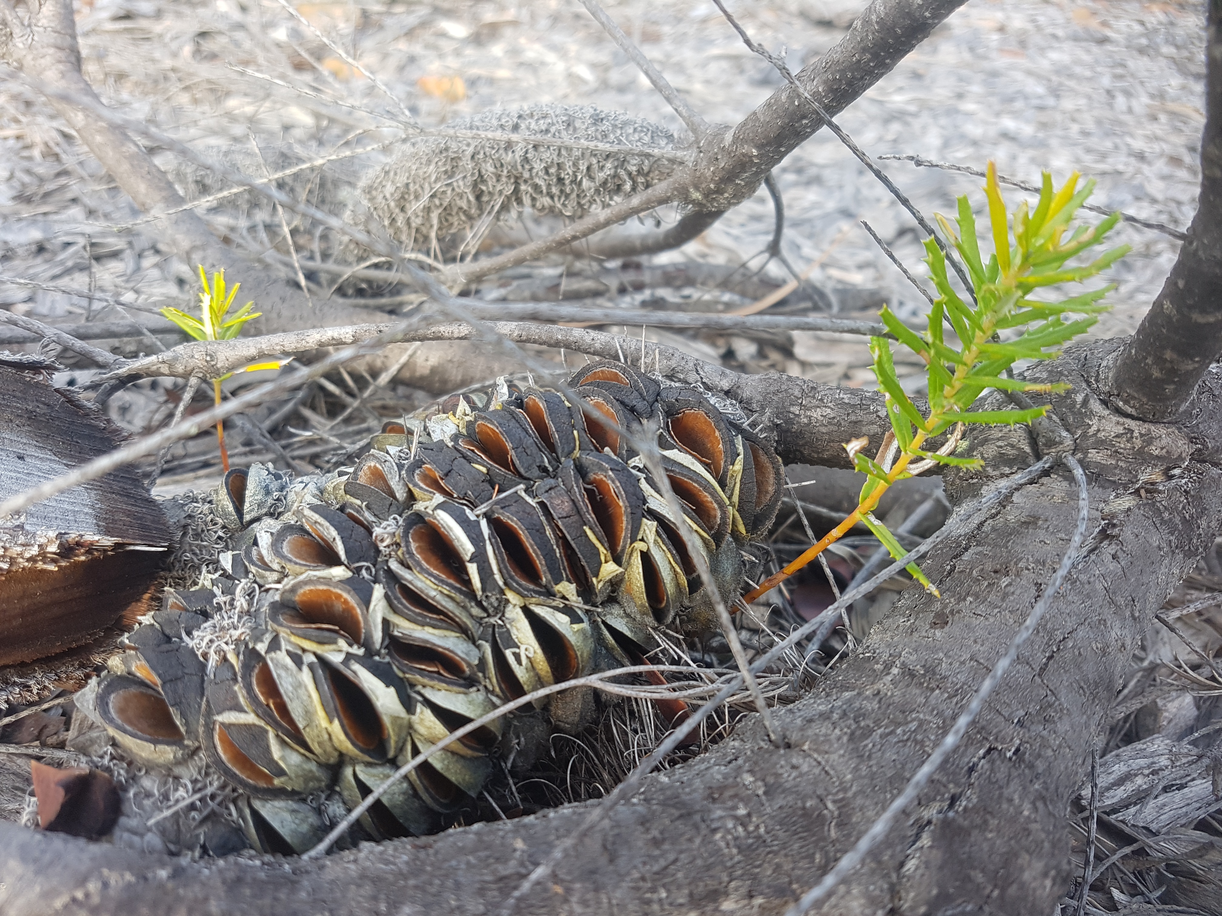 Andrew Whitford Banksia Brushmat