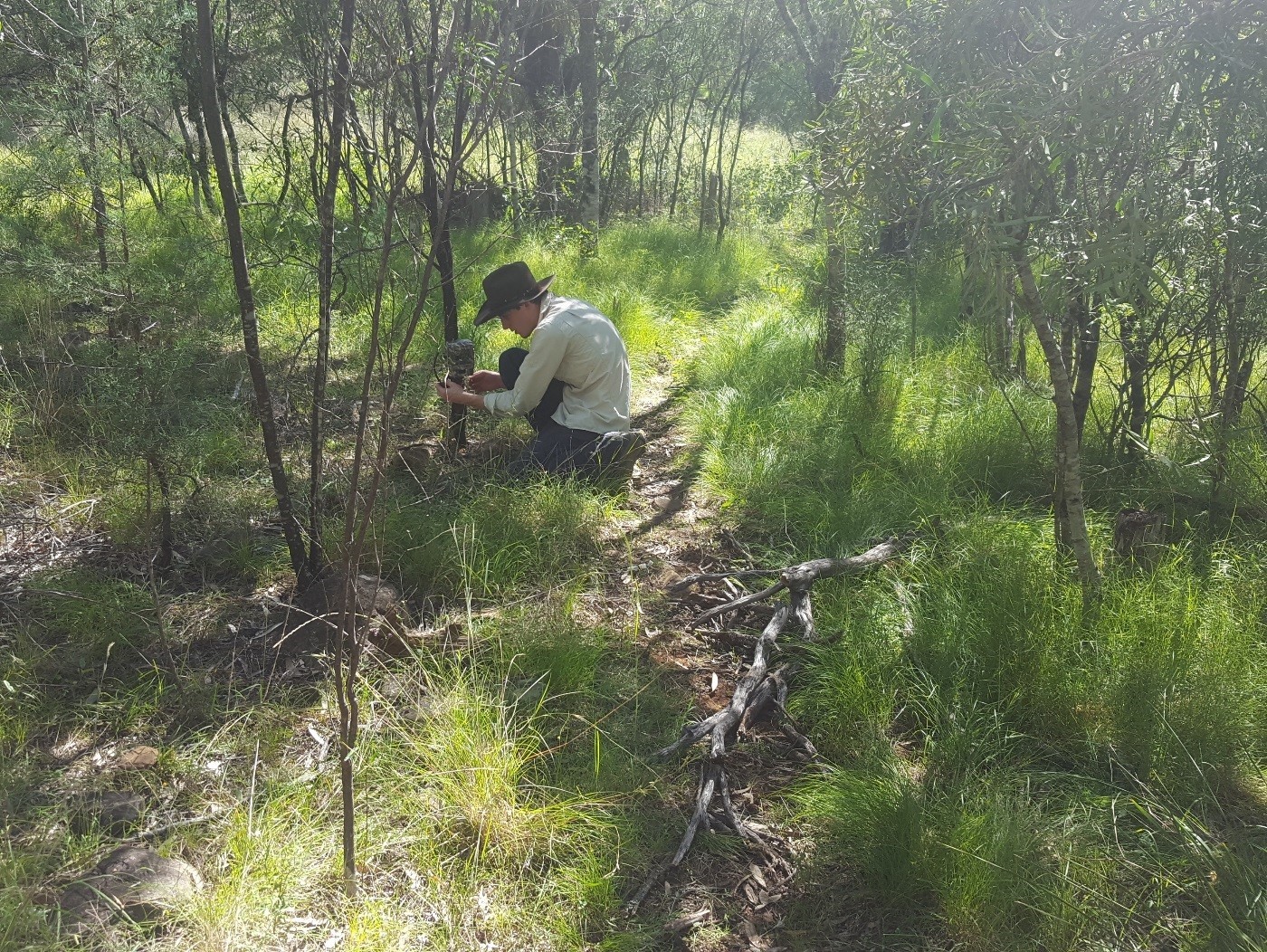 Black-stripedWallaby Camera Deployment