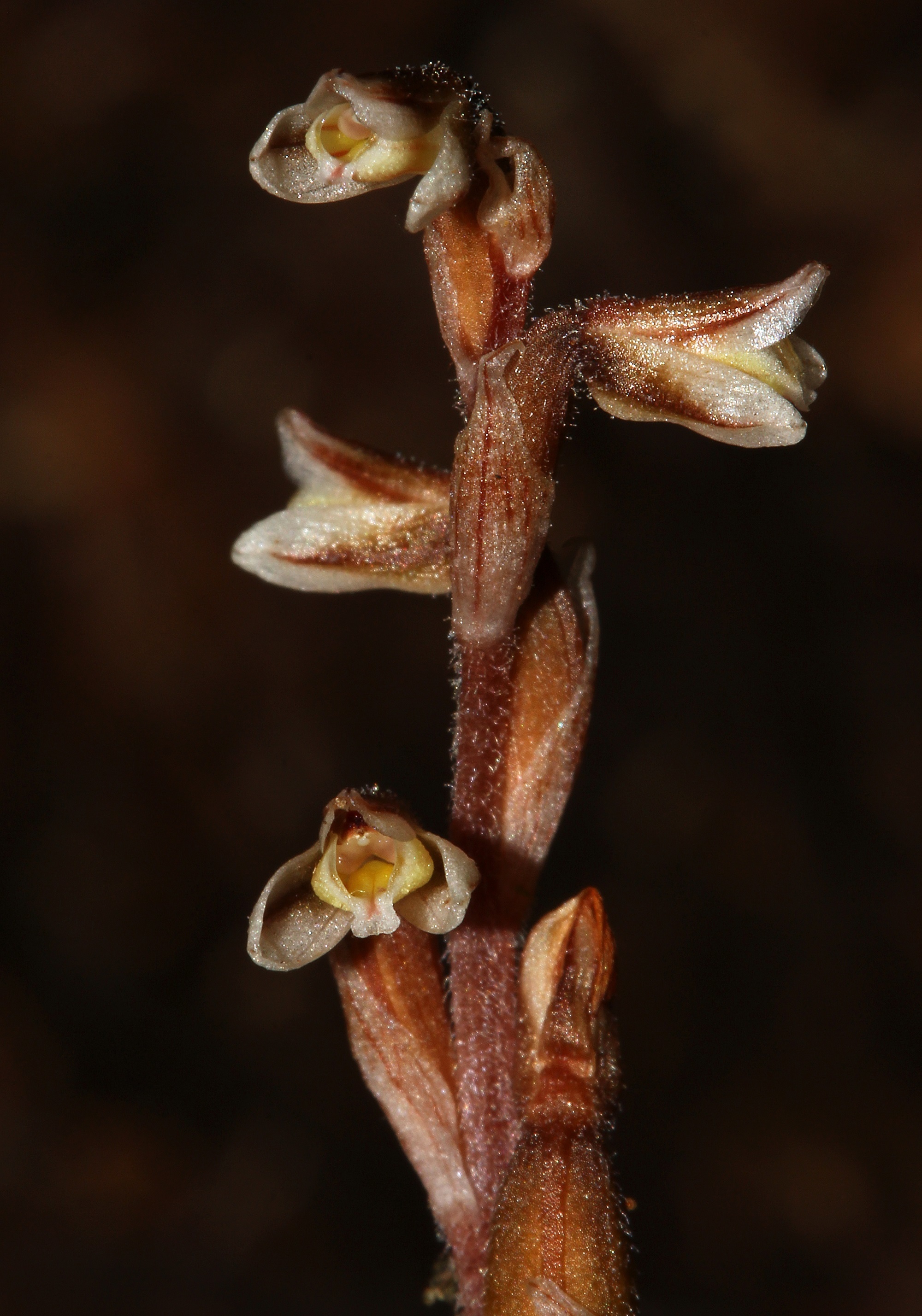 Danhatchia Copelandii 2019 Pic