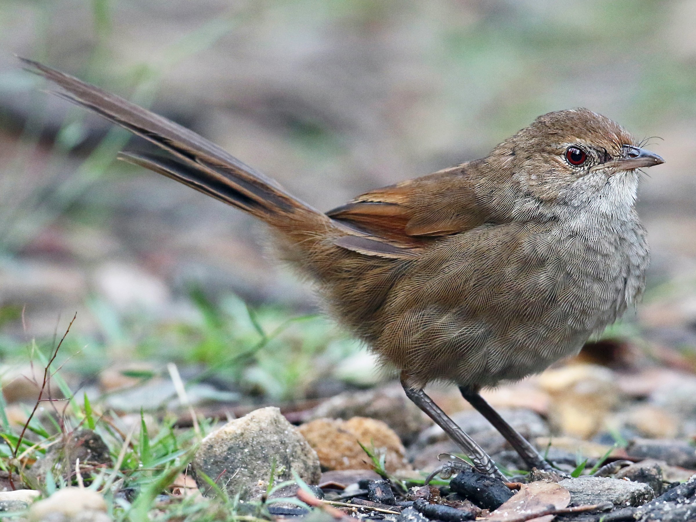 Eastern Bristlebird