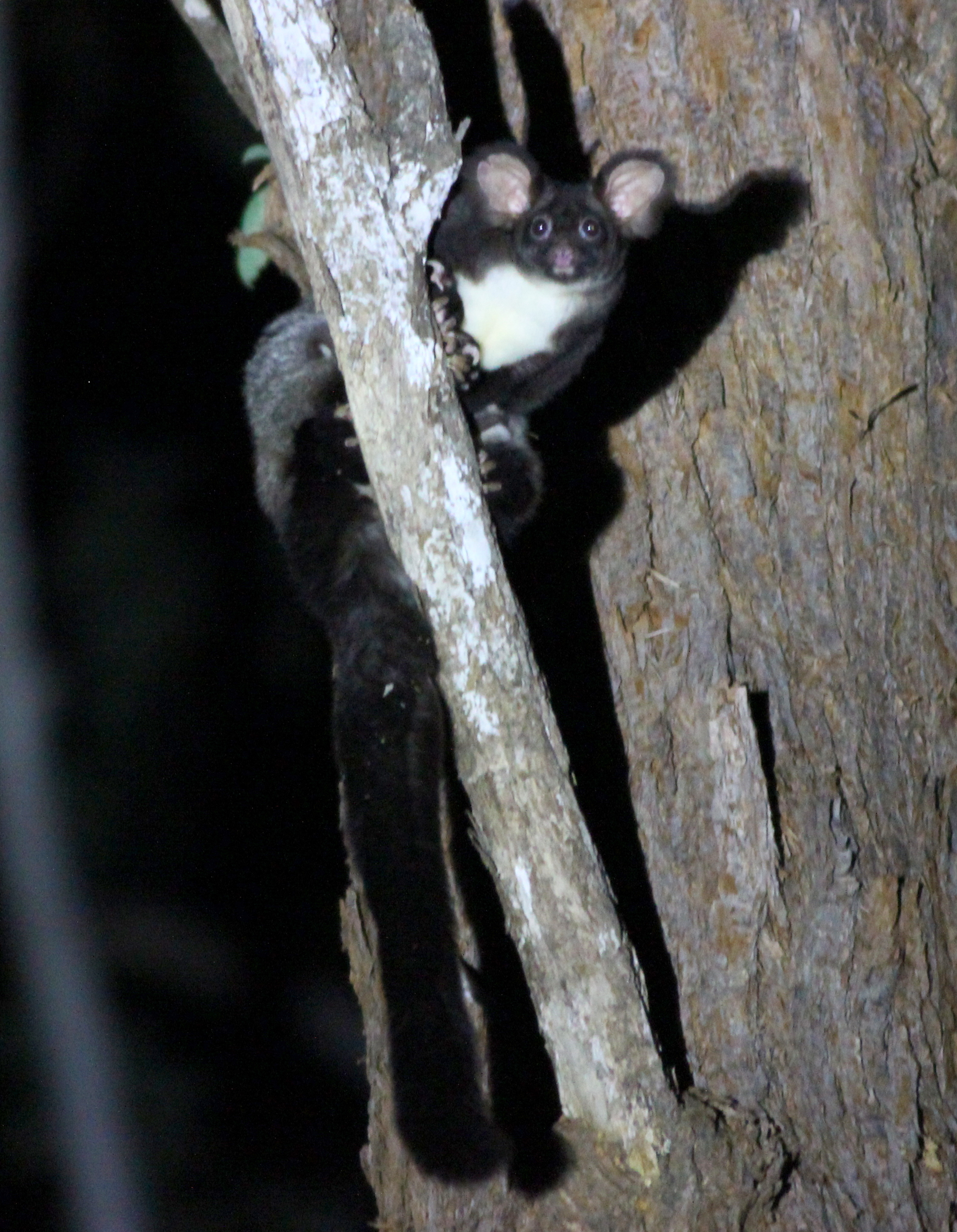 Greater Glider @ Glenreagh Jpg Lachlan Copeland Permission To Use