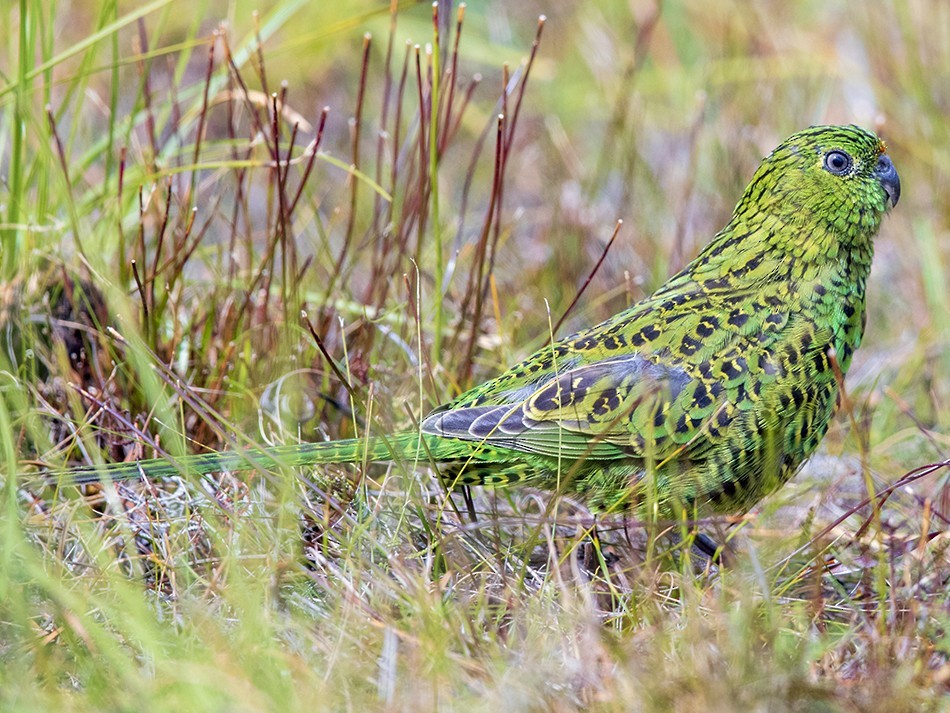 Ground Parrot