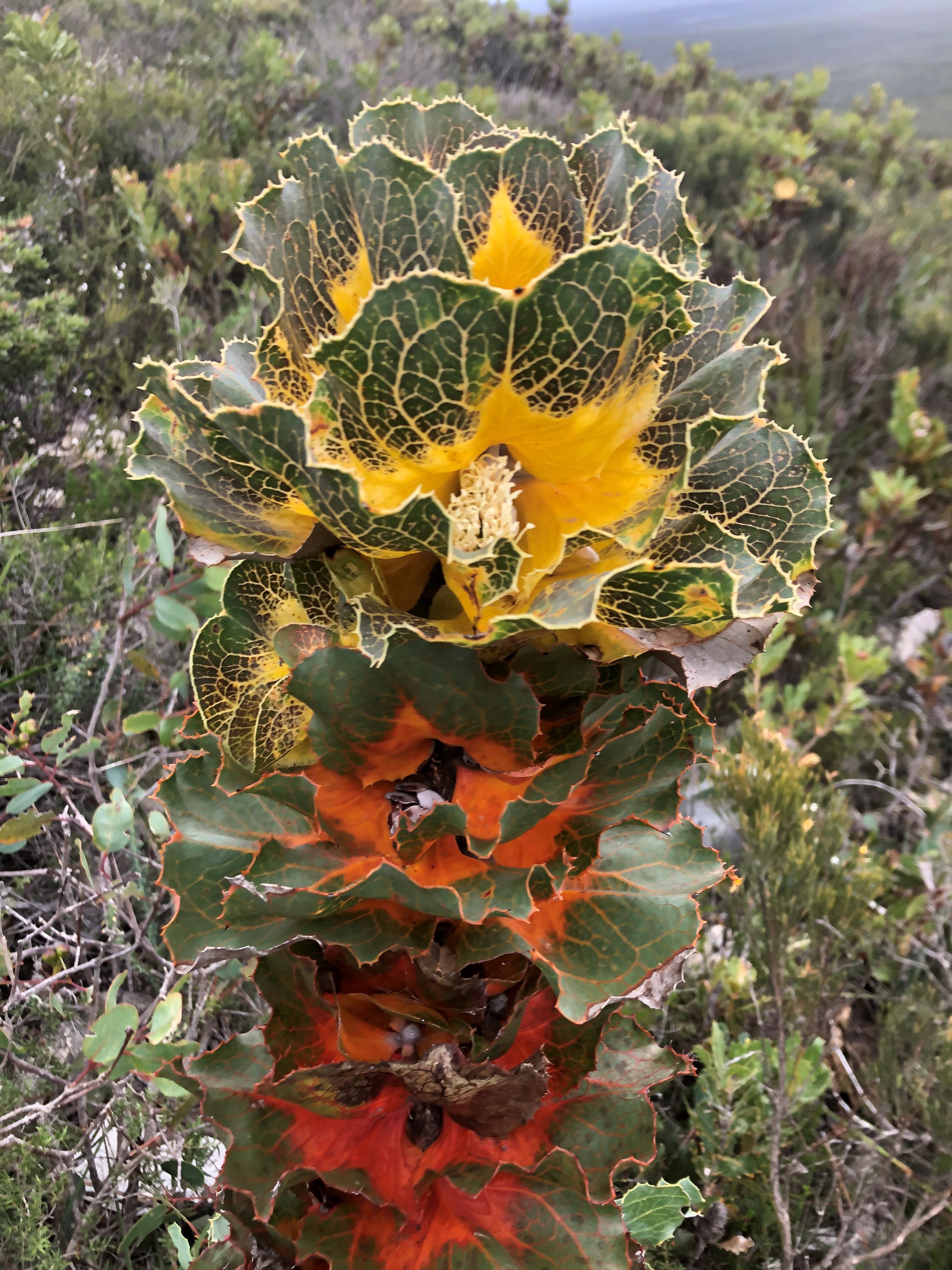 Hakea Victoria