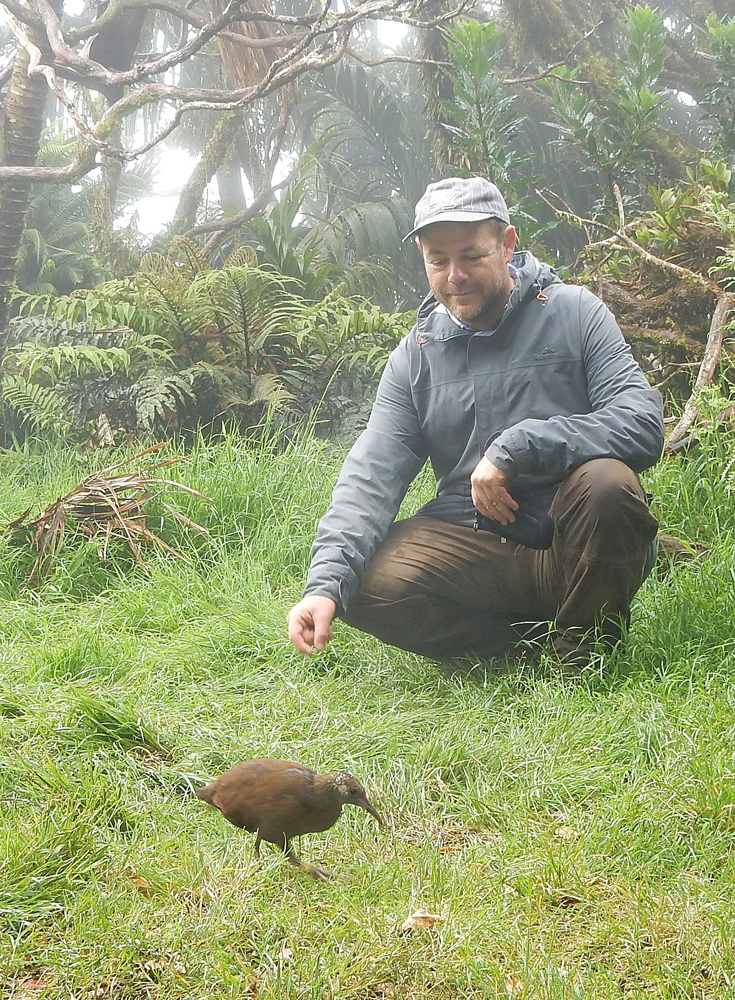 Lhi Mt Gower Campsite And Woodhen2