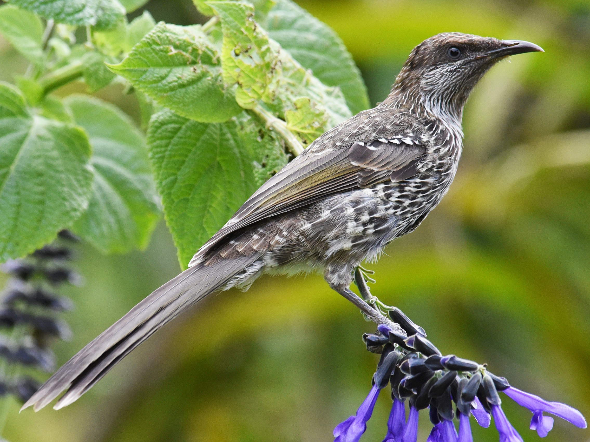 Little Wattlebird