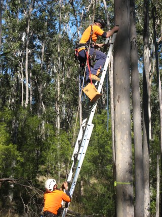 News Nest-boxes-for-Woolgoolga pic2