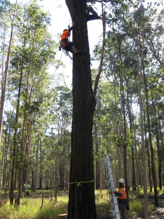 News Nest-boxes-for-Woolgoolga pic3