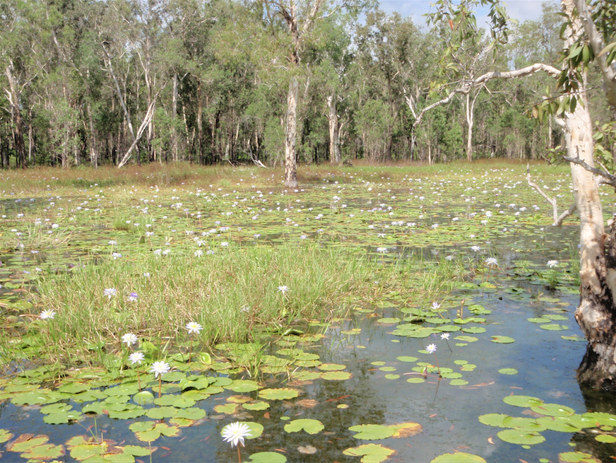 Pond