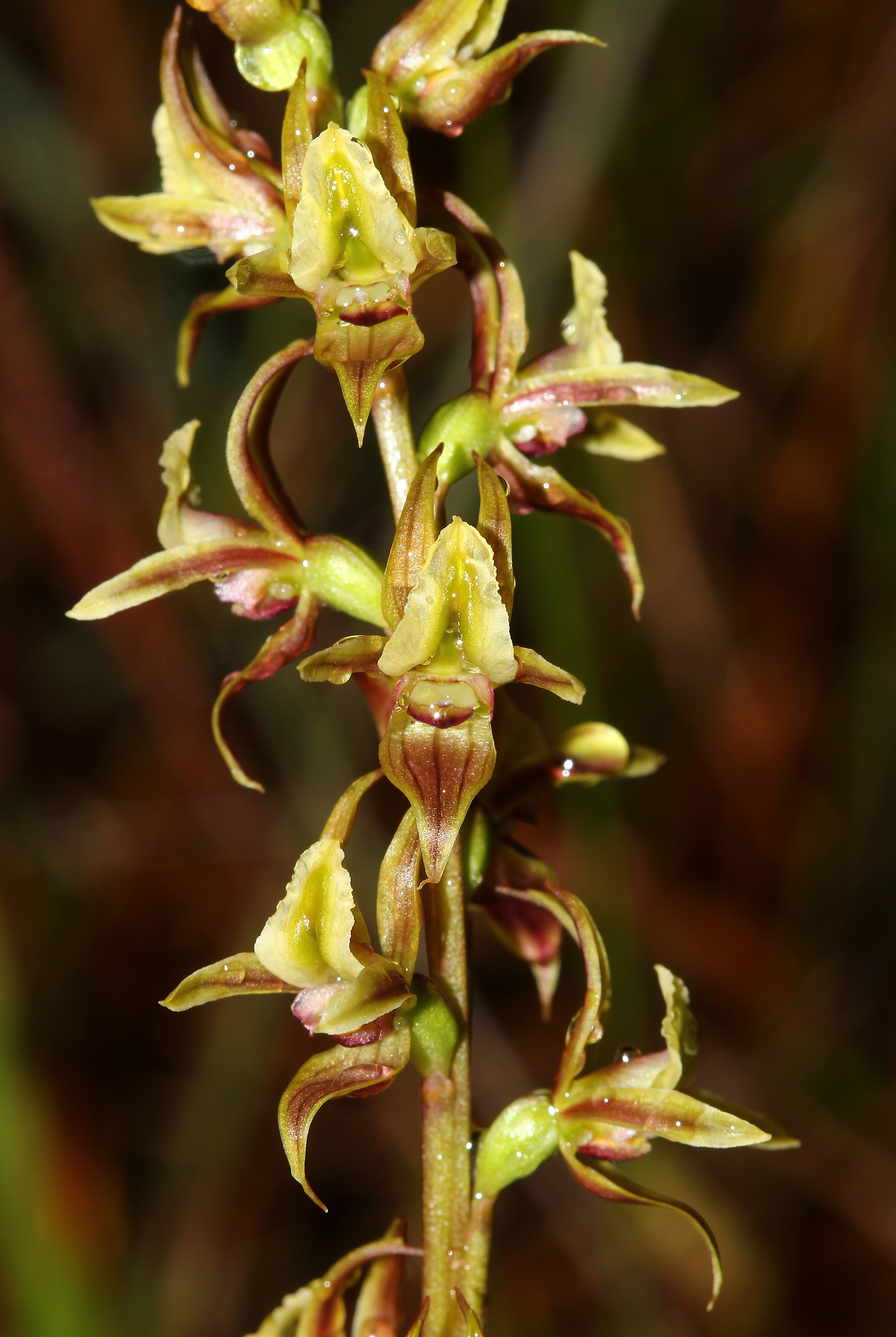 Prasophyllum Copelandii @ Carrai Aa2