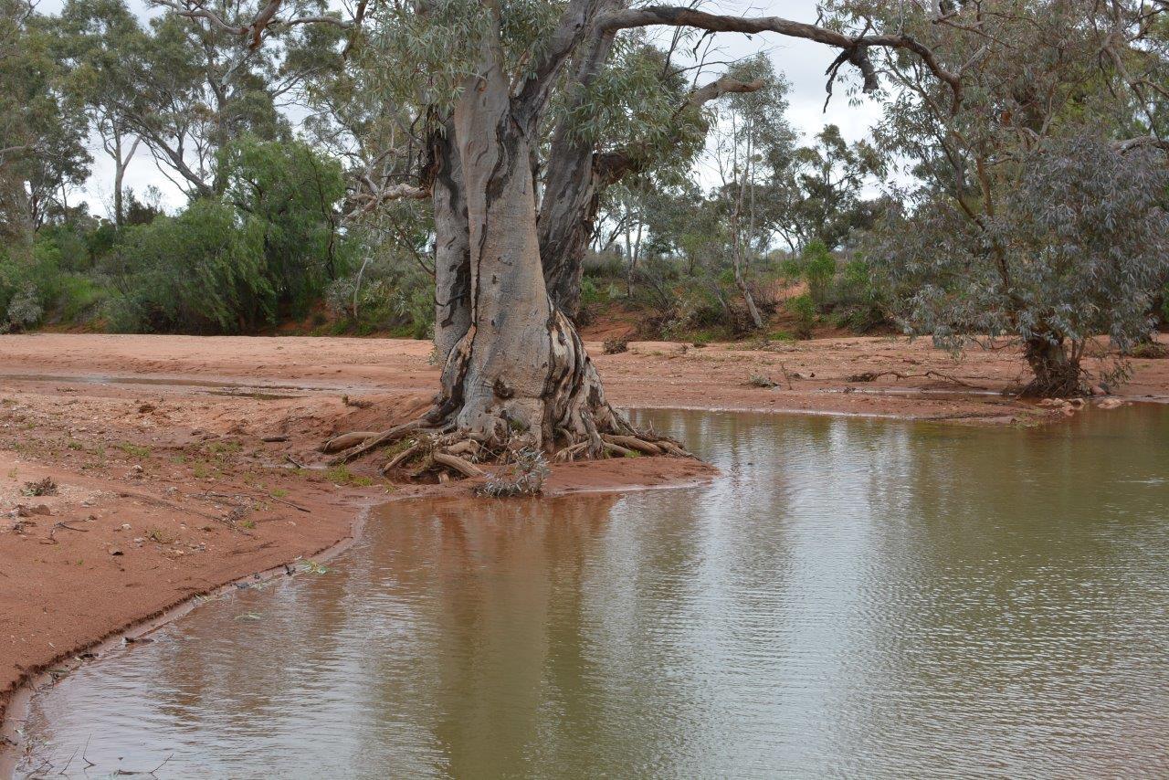 This Ephemeral River Near Broken Hill Has Only Recently Started To Flow So Doesnt Have Many Aquatic Plants Growing In The Bed