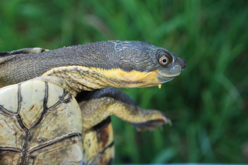 Turtle Bellingen 2015