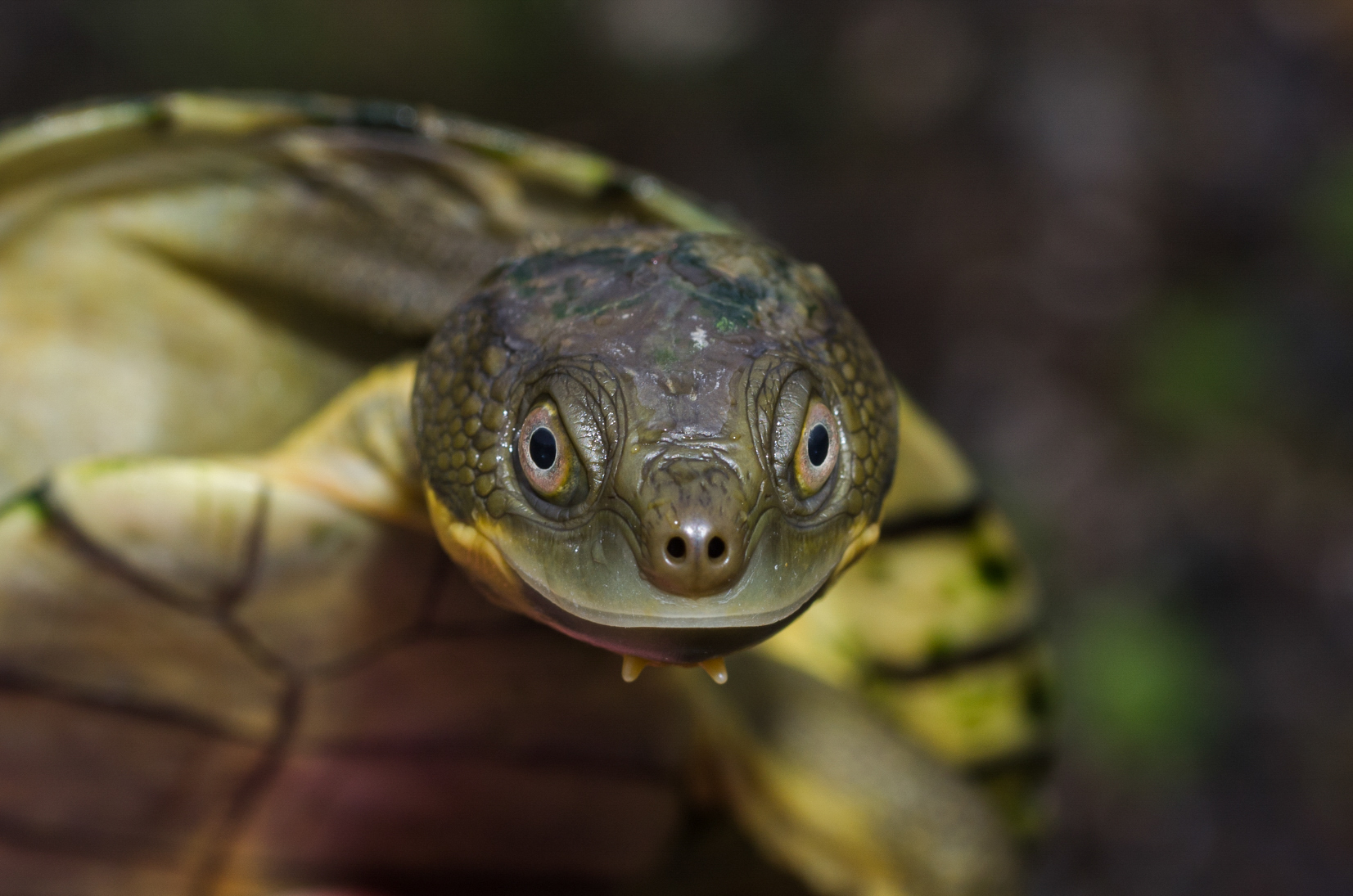 Turtle Survey Nov2016 631A Ruming