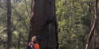 Eucalyptus Microcorys Toohey Forest Reserve 2