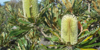 flora-Banksia-aemula 500x350px