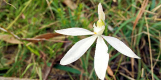 flora-Caladenia-catenata 500x350px