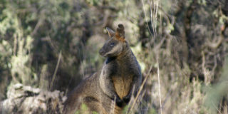 kangaroo 500x350px