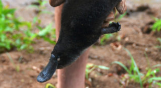 Hastings River aquatic ecology assessment