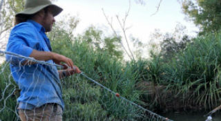 Redbank Mine fish toxicity assessment