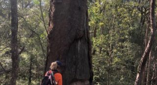 Significant Tree Surveys 