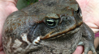 Prioritisation of Invasive Species in the Namoi Catchment