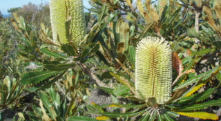 Cessnock BioBanking Assessment