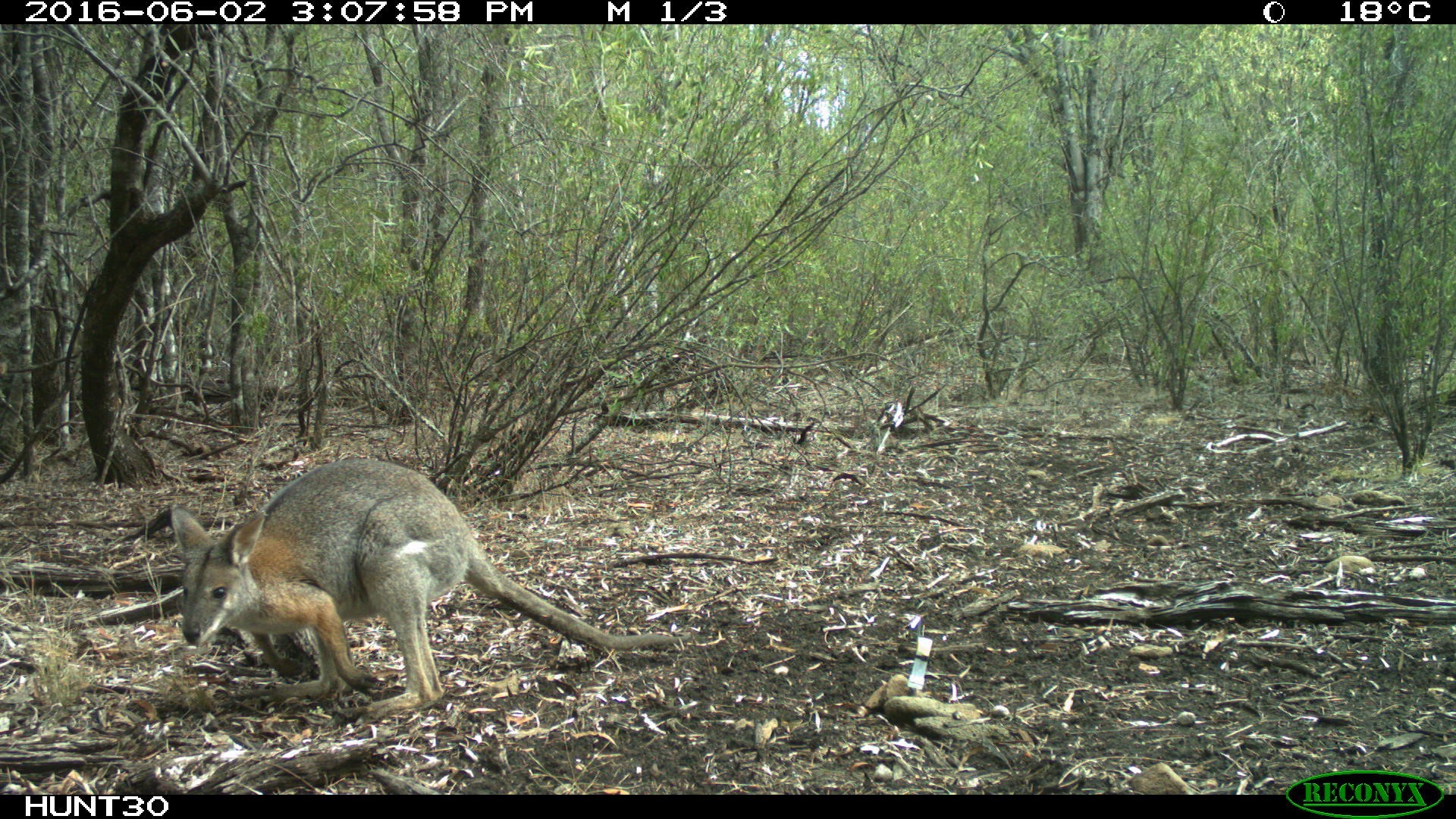 Black Striped Wallaby Macropus Dorsalis