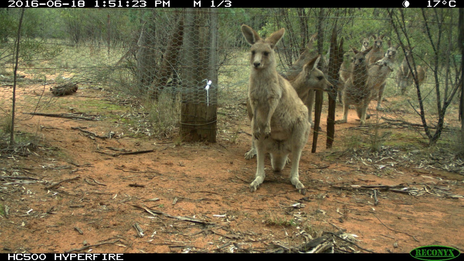 Kangaroo Lineup