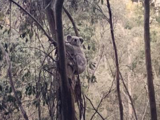 Koala Nsw Ela