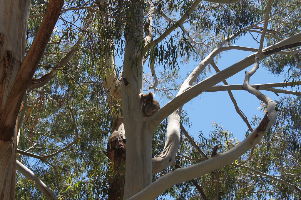 Koala