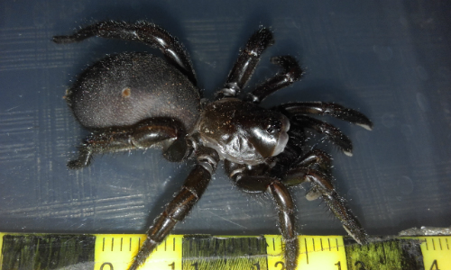 Binduli Goldfields Flora Fauna Survey Trapdoor Spider 500X300Px