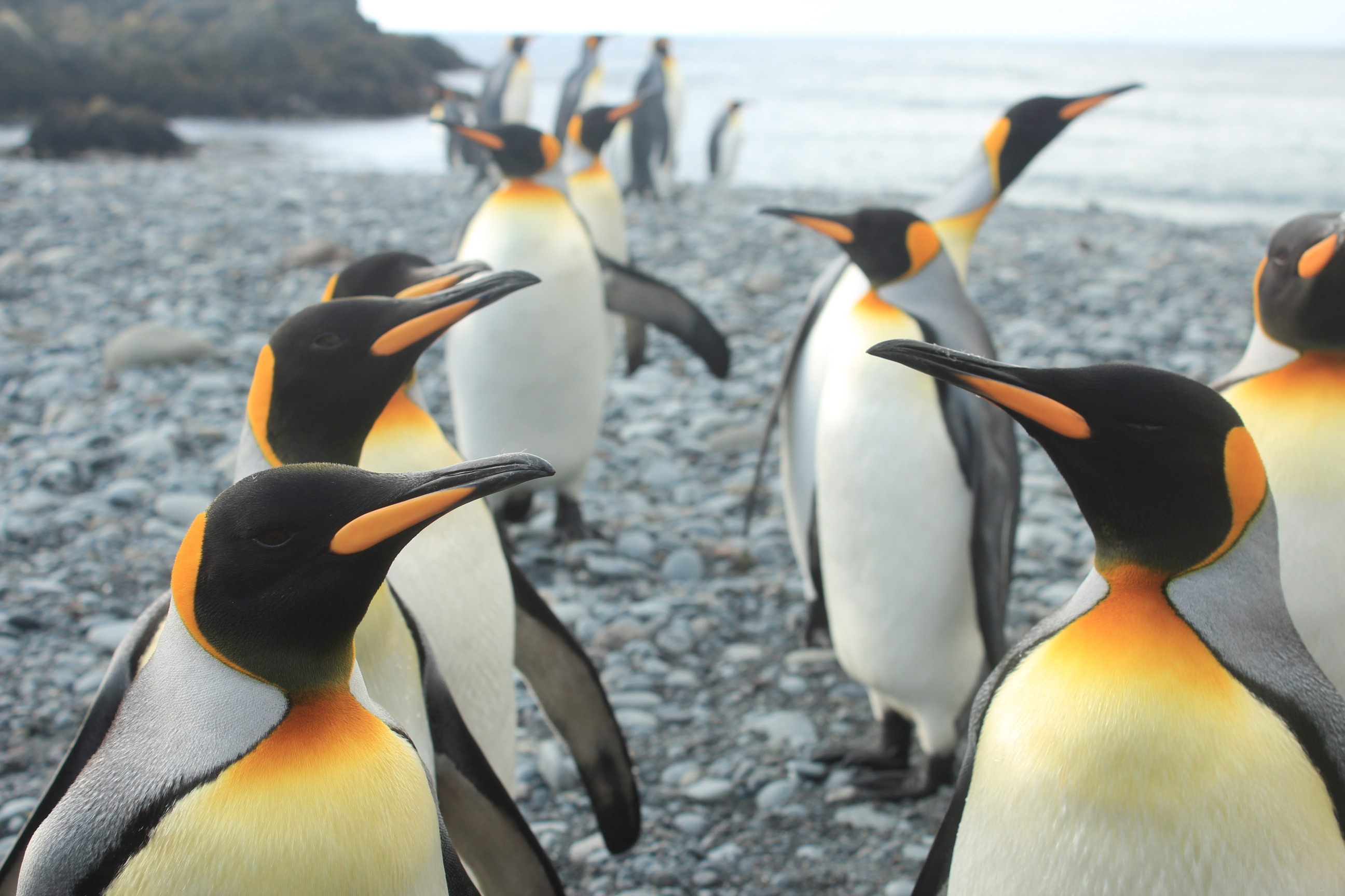 Curious King Penguins1