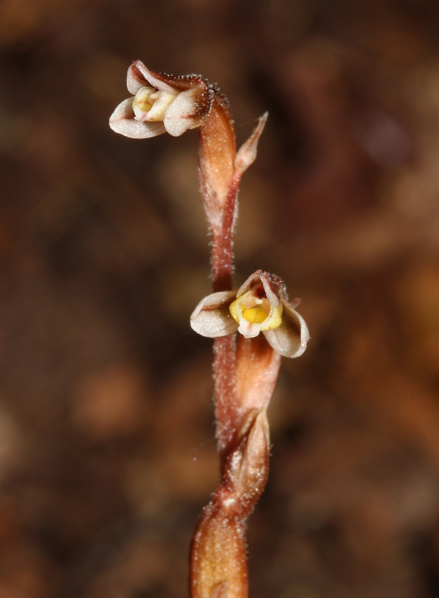 Danhatchia Copelandii@ Bonville Nsw9