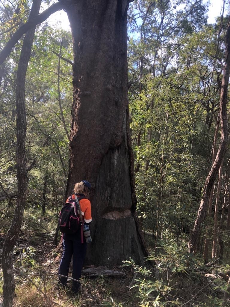 Eucalyptus Microcorys Toohey Forest Reserve 2