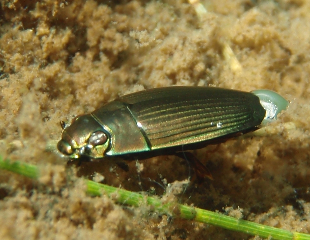 Gyrinidae Fotor