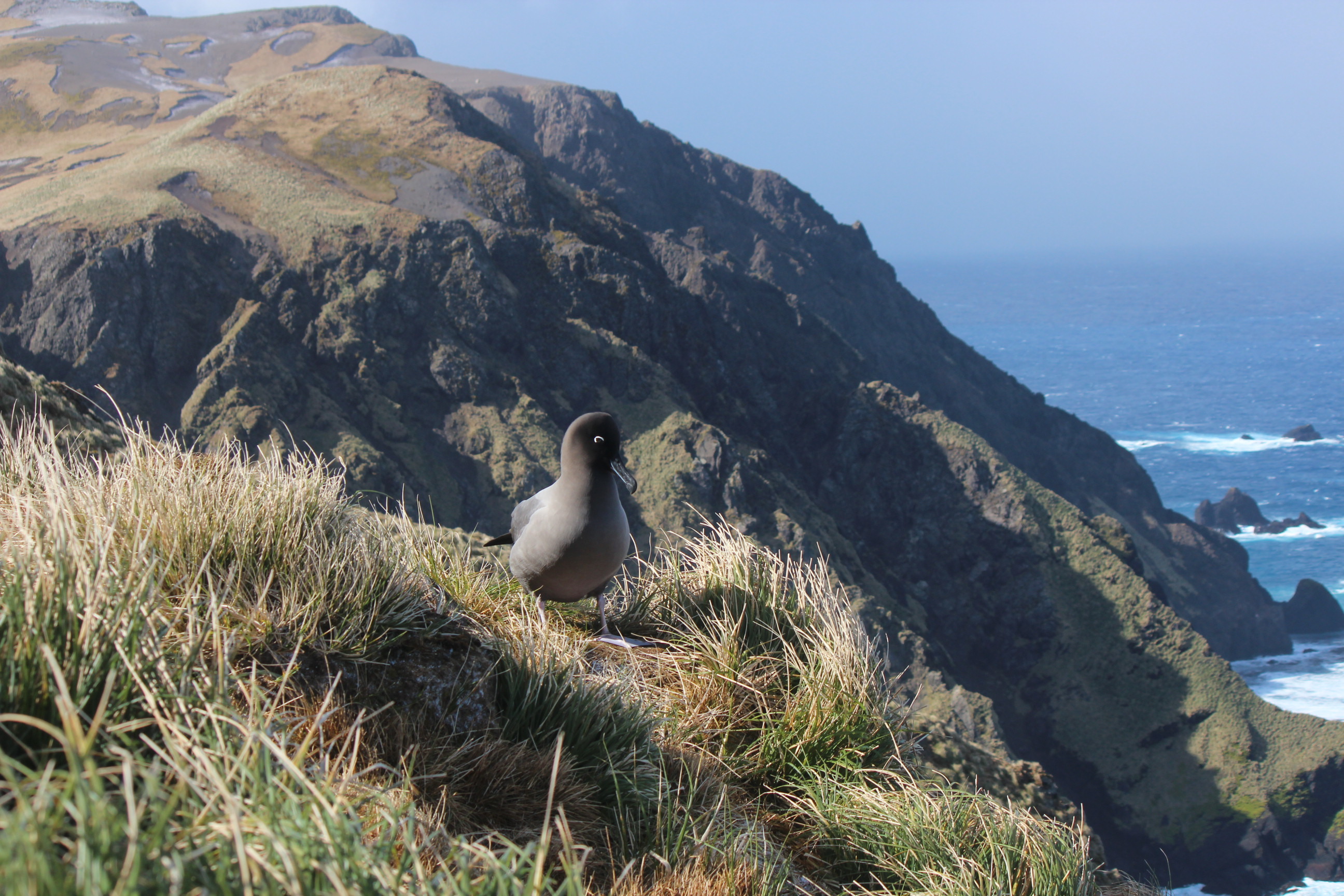 Light Mantled Albatross With Nesting Slopes In The Background