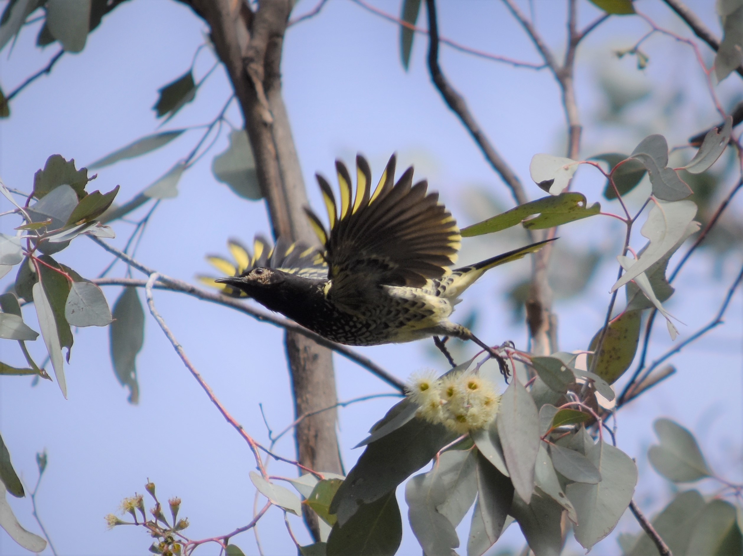 Regent Honeyeater Monitoring