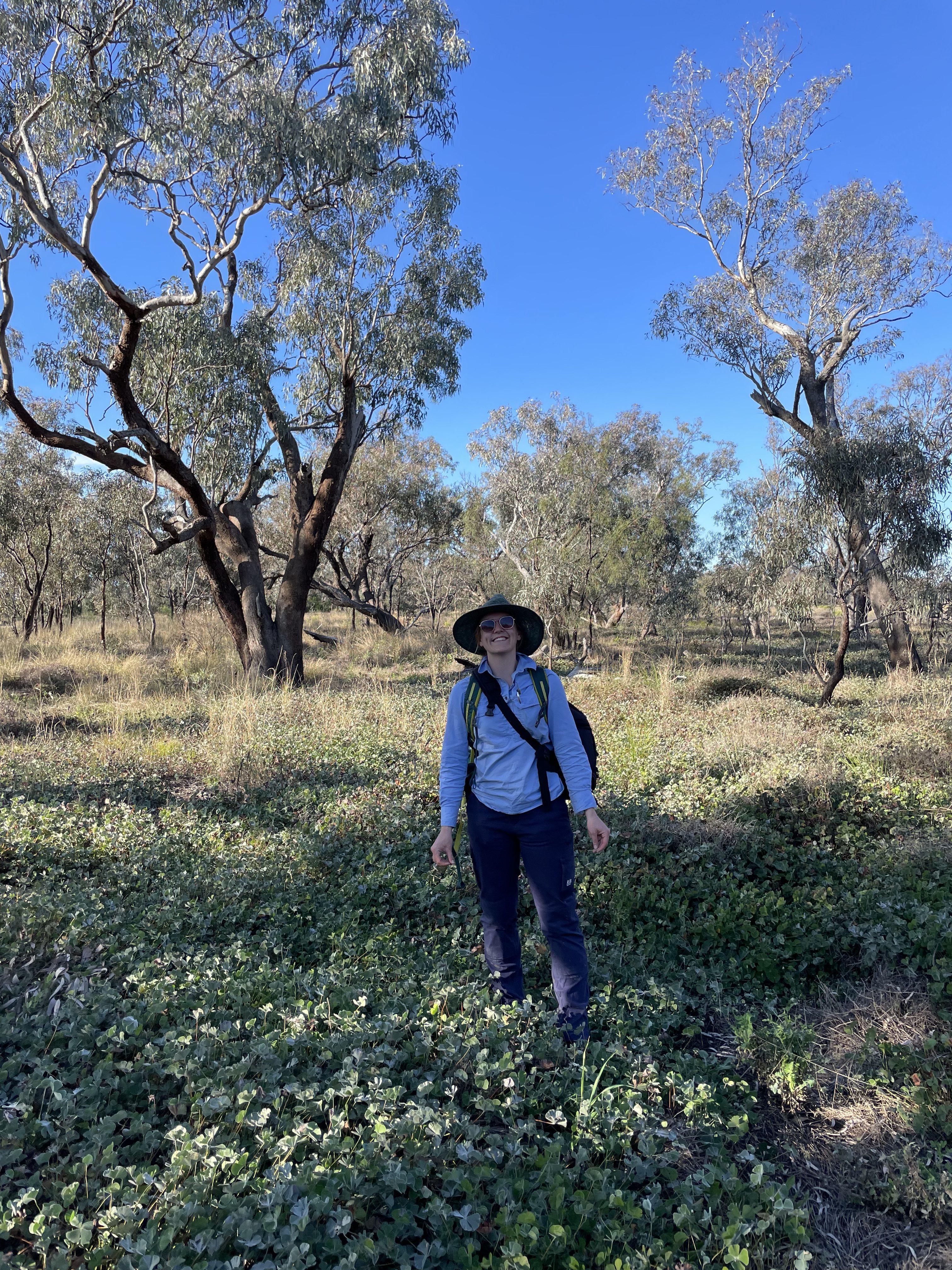 Surveying Eucalyptus Coolibah Coolabah Woodlands Near Wee Waa Nsw