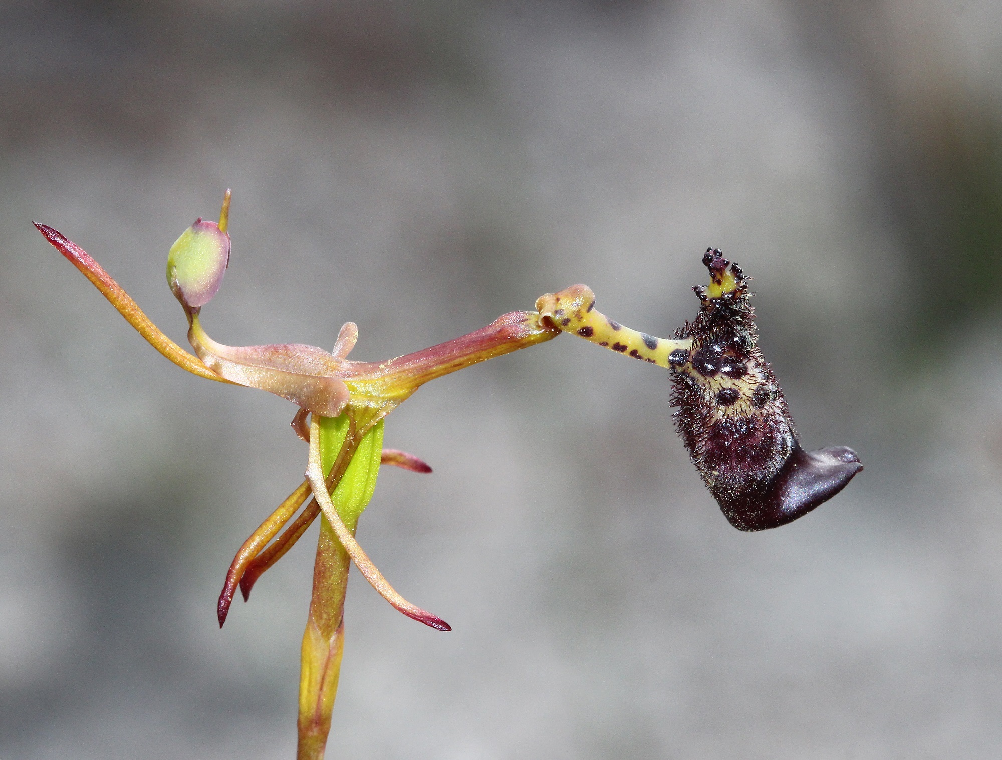 Warty Hammer Orchid Drakaea Livida  Lachlan C Cof05