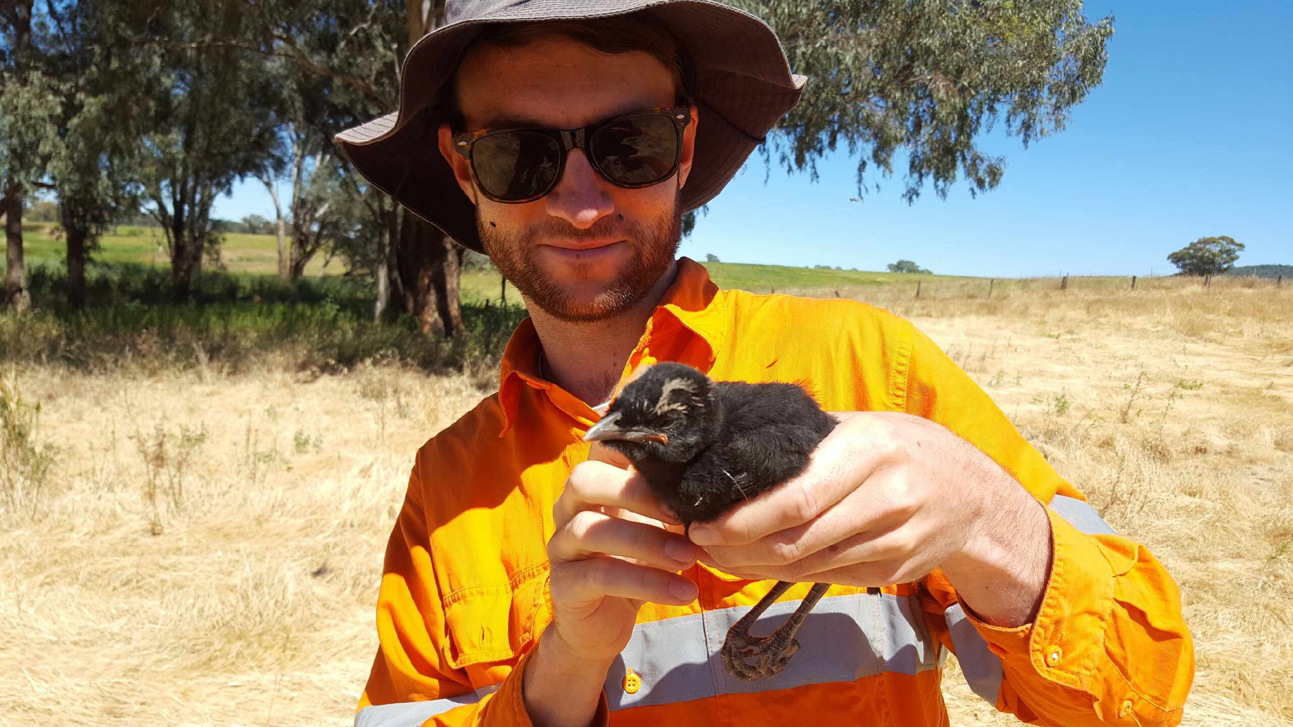 White Winged Chough Fledgling Recorded During Long Term Monitoring Project Tom Kelly