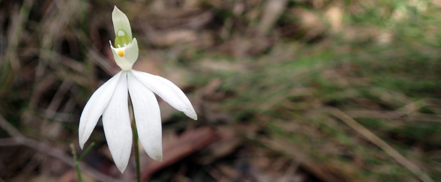 Orchids In Lake Macquarie